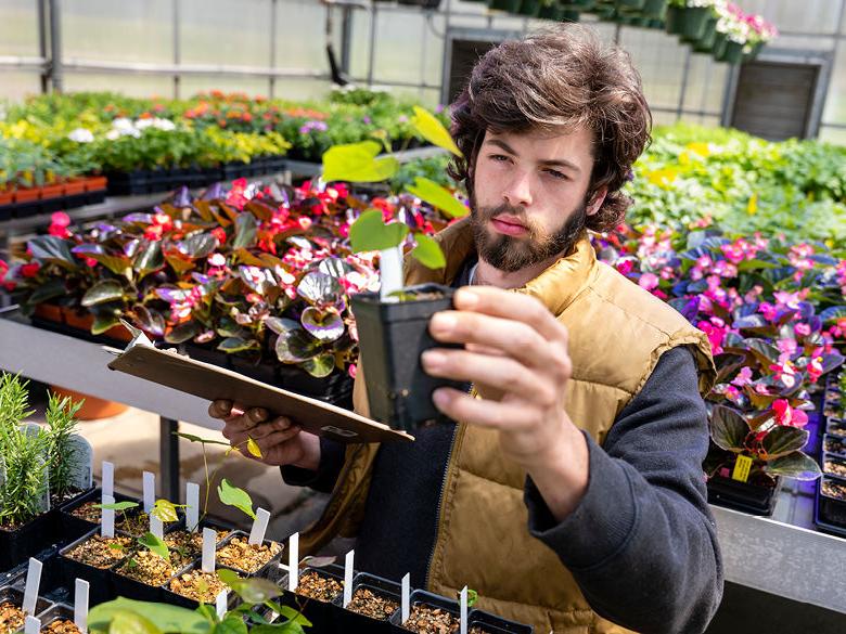 学生在检查温室里的植物